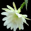 Epiphyllum_Jeanne_d_Arc