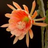 Epiphyllum_King_Midas