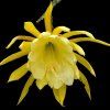 Epiphyllum_Marie_Josephine