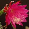 Epiphyllum_Oberst