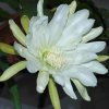 Epiphyllum_Paul_Delongpre