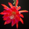 Epiphyllum_Stern_von_Erlau