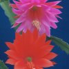 Epiphyllum_hybrids_1