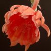 Epiphyllum_orange_giant