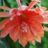 Epiphyllum_orange_giant_2