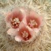 Epithelantha_pachyrhiza