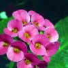 Euphorbia_milii