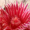 Ferocactus_covillei_1