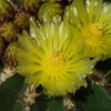 Ferocactus_schwarzii