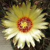 Ferocactus_setispinus