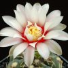 Gymnocalycium_amerhauseri