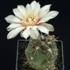 Gymnocalycium_amerhauseri_1