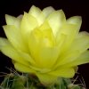 Gymnocalycium_andreae