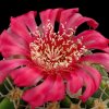 Gymnocalycium_carminanthum