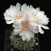 Gymnocalycium_erinaceum