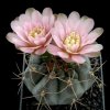 Gymnocalycium_heidiae