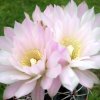 Gymnocalycium_monvillei_ssp_achirasense