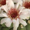 Gymnocalycium_pampagranden