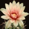 Gymnocalycium_stuckertii