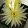 Gymnocalycium_uragrayense