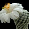 Mammillaria_albiflora