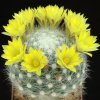 Mammillaria_baumii