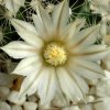 Mammillaria_coahuilensis