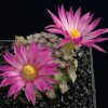 Mammillaria_hernandezii