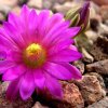 Mammillaria_hernandezii_2