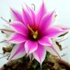 Mammillaria_insularis_1