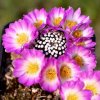 Mammillaria_luethyi