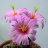 Mammillaria_mazatlanensis_ssp_mazatlanensis