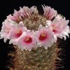 Mammillaria_microcarpa