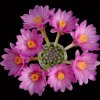 Mammillaria_saboae_1