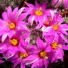 Mammillaria_schumannii_1