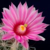 Mammillaria_tetrancistra