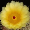 Notocactus_eugeniae