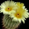 Notocactus_mueller_melchers