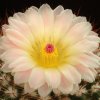 Notocactus_roseoluteus