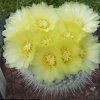 Notocactus_scopa_spp_succinea