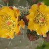 Opuntia