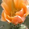 Opuntia_1