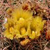 Opuntia_2