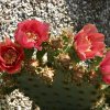 Opuntia_4