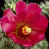 Opuntia_spinosior