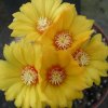 Parodia_aureispina