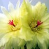 Parodia_scopa