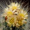 Pediocactus_paradinei