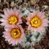 Pediocactus_simpsonnii