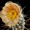 Pterocactus_australis